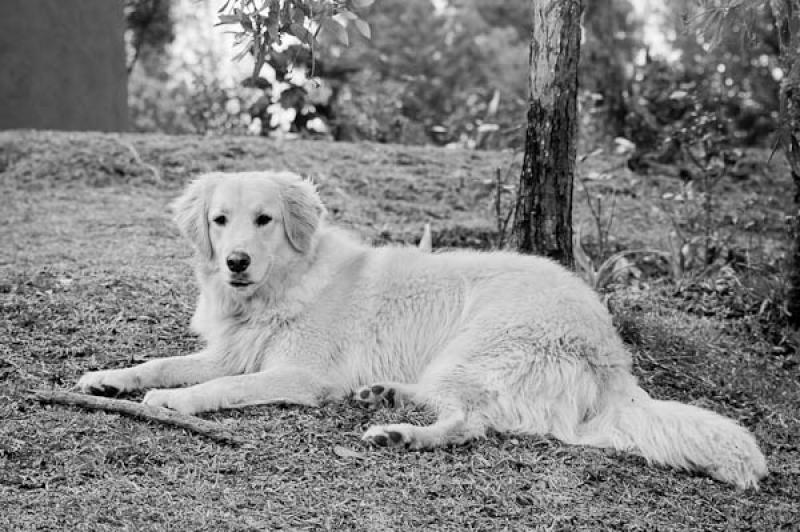 Golden retriever