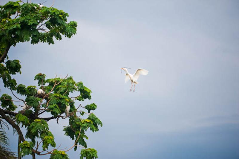 Ardea alba