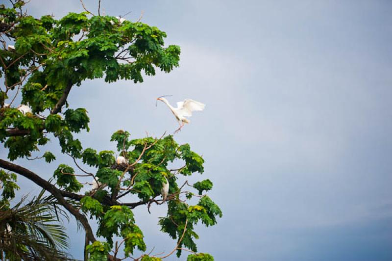 Ardea alba