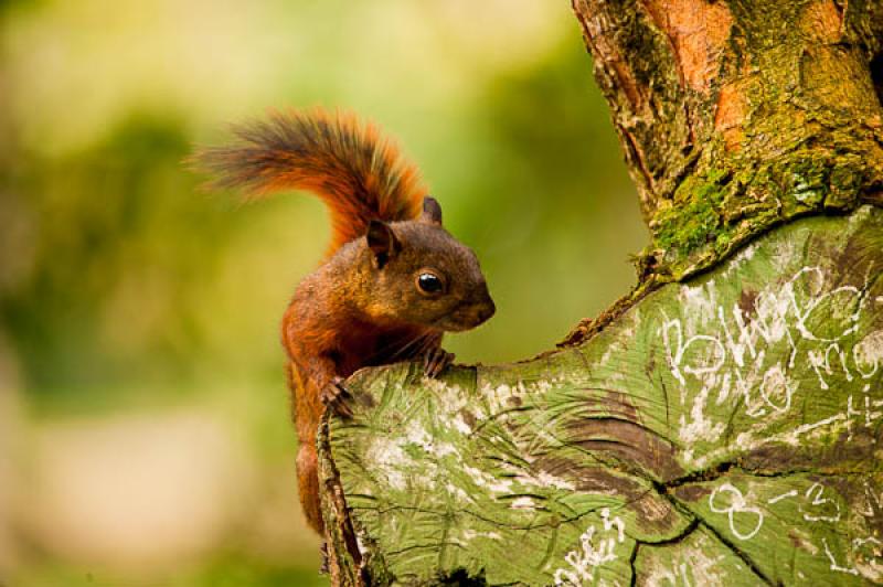 Sciurus vulgaris