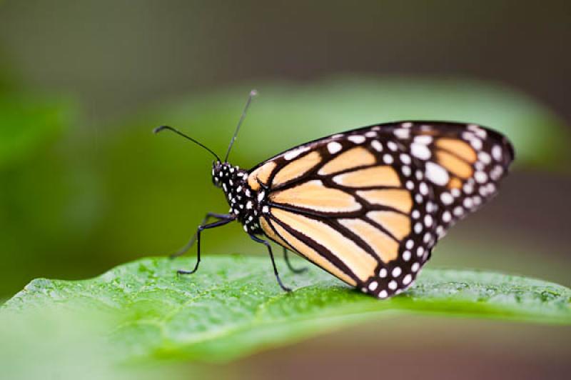 Danaus plexippus