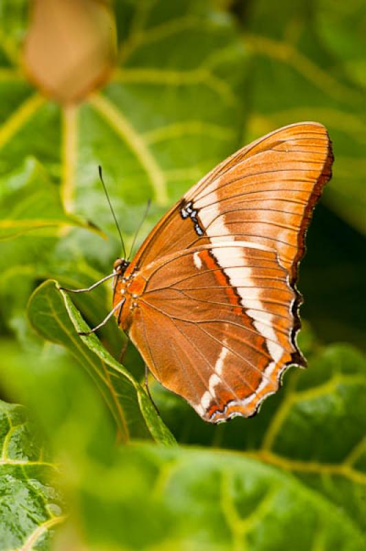 Lepidoptera