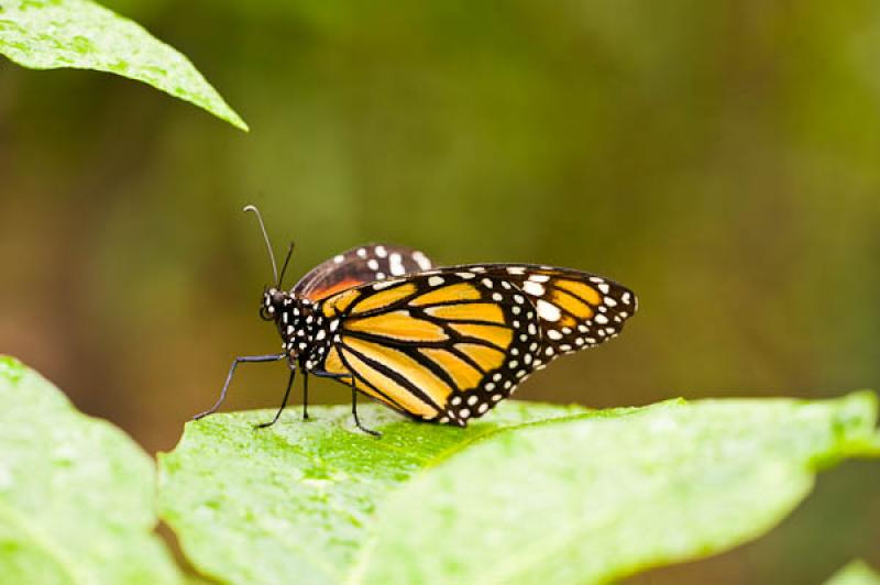 Danaus plexippus