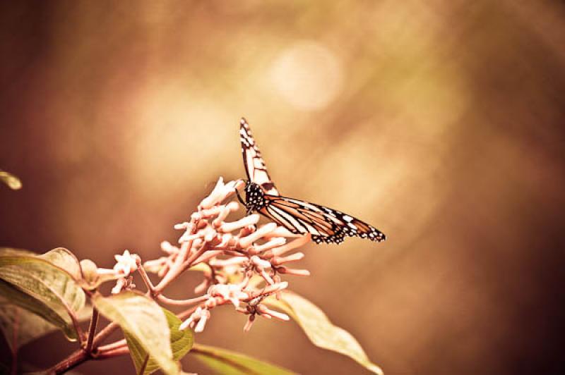 Danaus plexippus