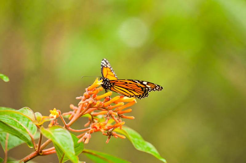 Danaus plexippus