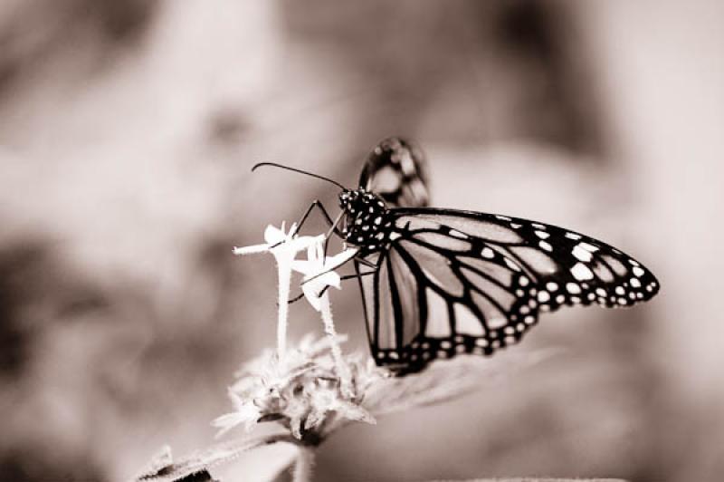 Danaus plexippus