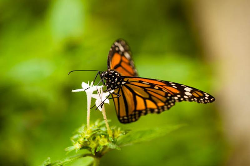 Danaus plexippus