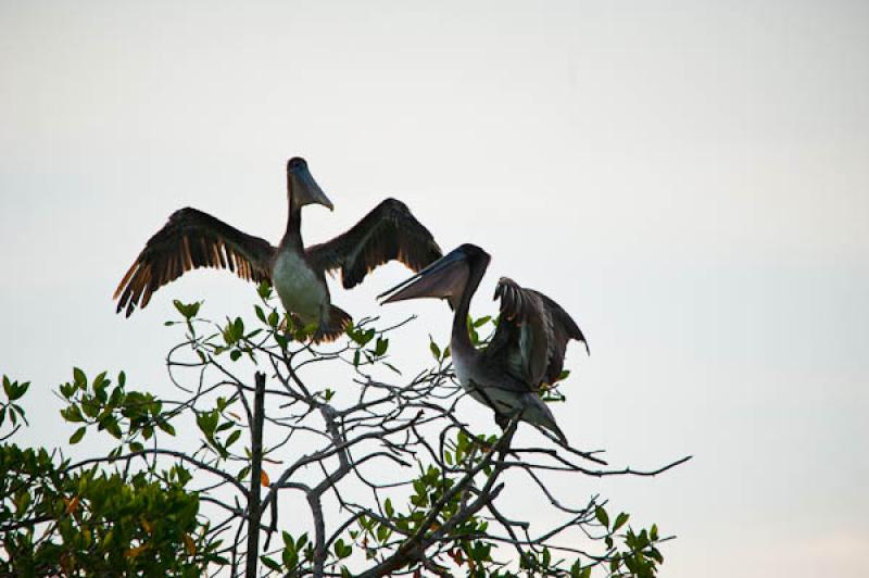 Pelecanus