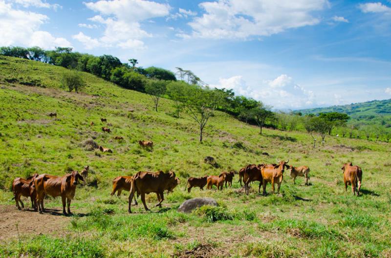 Ganado Bovino