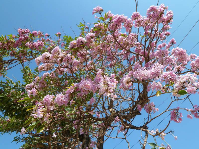 Tabebuia rosea