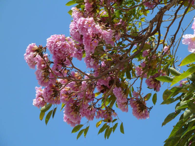 Tabebuia rosea