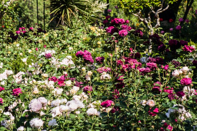 Rosas del Jardines de La Alhambra, Granada, Andalu...