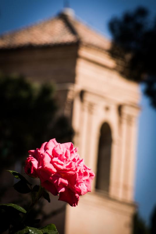 Rosa del Jardines de La Alhambra, Granada, Andaluc...