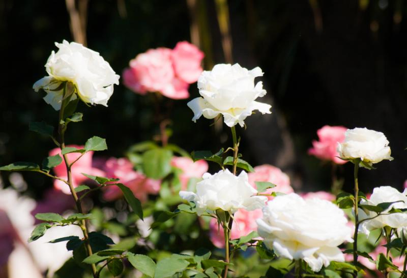 Rosas del Jardines de La Alhambra, Granada, Andalu...