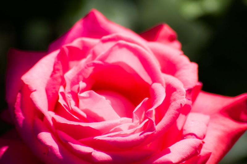 Rosa del Jardines de La Alhambra, Granada, Andaluc...