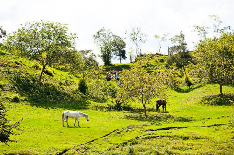 Deporte de Canopy, Eje Cafetero, Quindio, Armenia,...