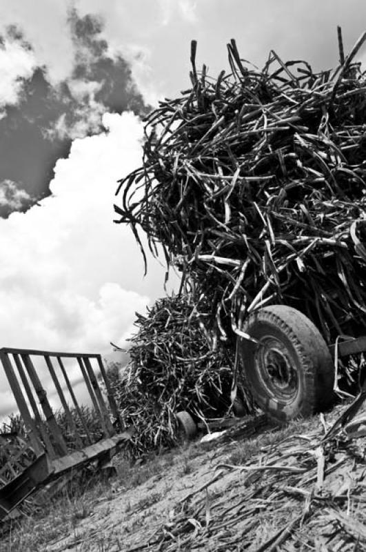 Cultivos de Caña de Azucar, Mogotes, Santander, B...