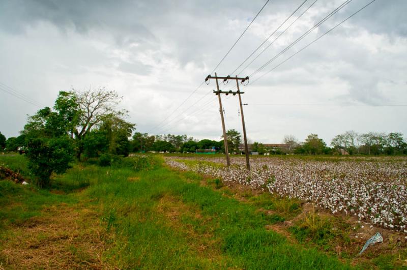 Cultivo de Algodon, Monteria, Cordoba, Colombia