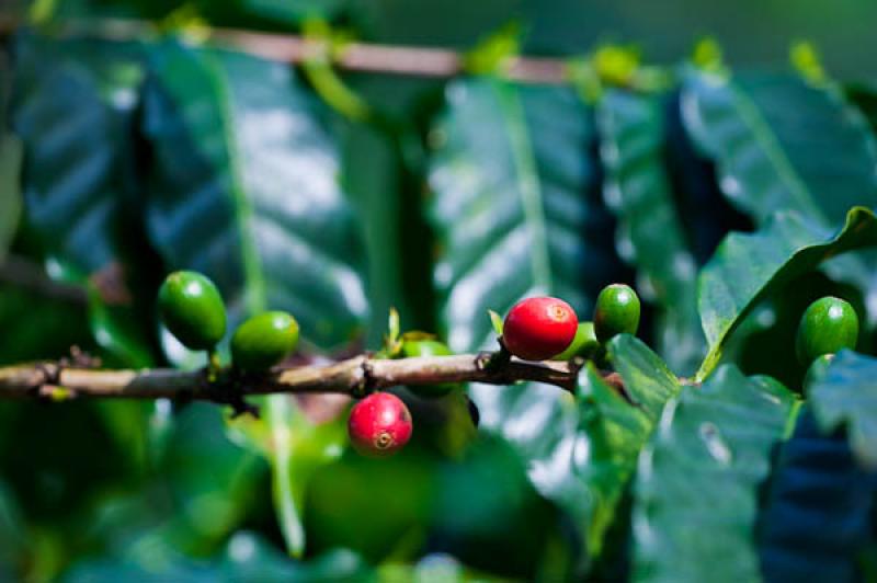 Granos de Cafe, Eje Cafetero, Quindio, Armenia, Co...