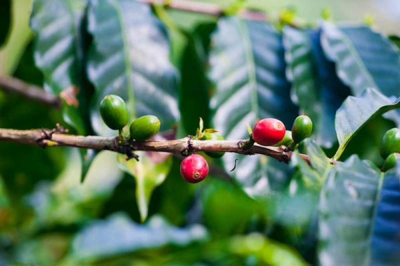 Granos de Cafe, Eje Cafetero, Quindio, Armenia, Co...