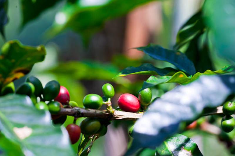 Granos de Cafe, Eje Cafetero, Quindio, Armenia, Co...