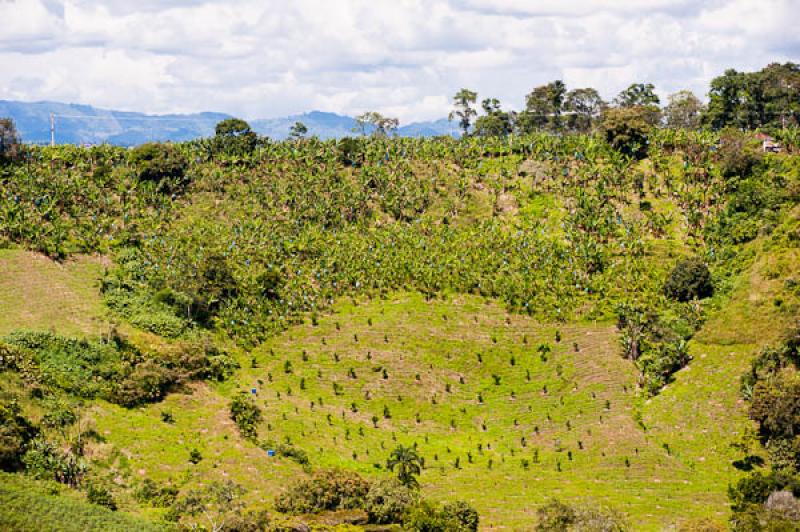 Paisaje del Eje Cafetero, Quindio, Armenia, Colomb...