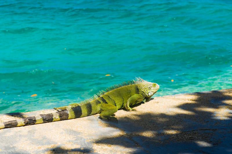 Iguana iguana