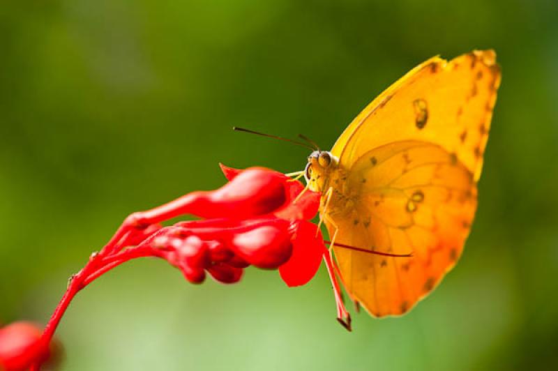 Gonepteryx rhamni