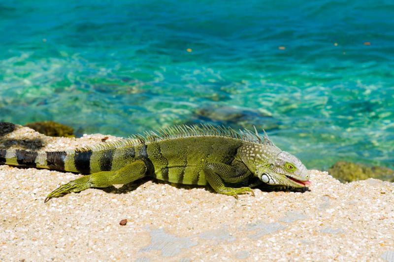 Iguana iguana