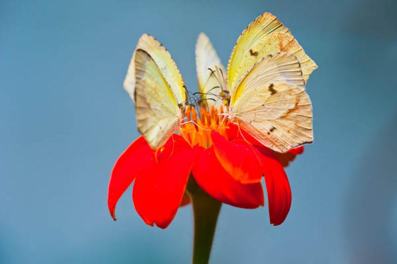 Gonepteryx rhamni