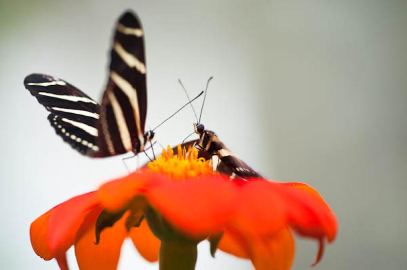 Heliconius charithonia