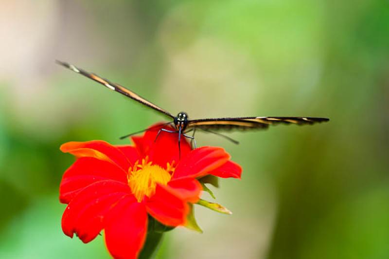 Heliconius charithonia