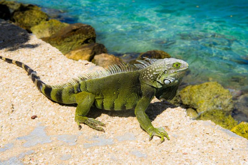 Iguana iguana