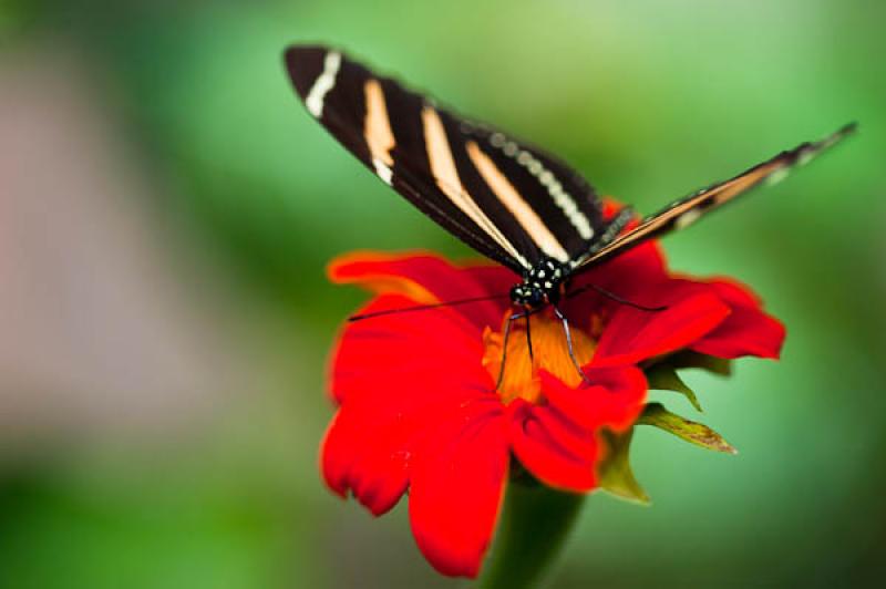 Heliconius charithonia