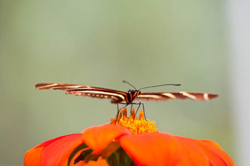 Heliconius charithonia