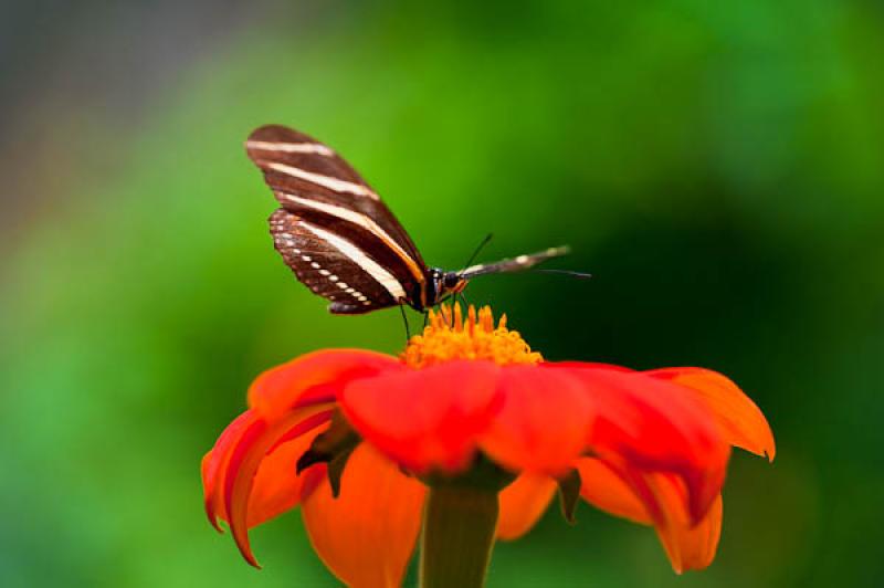 Heliconius charithonia