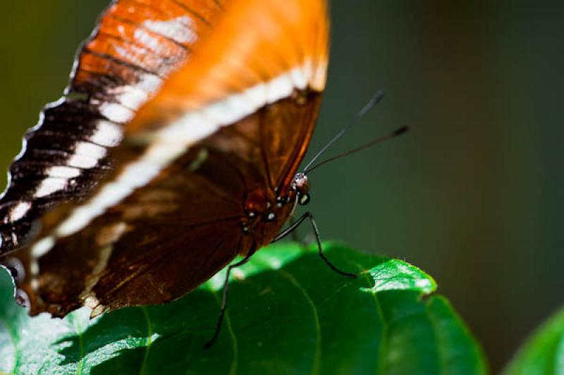 Lepidoptera