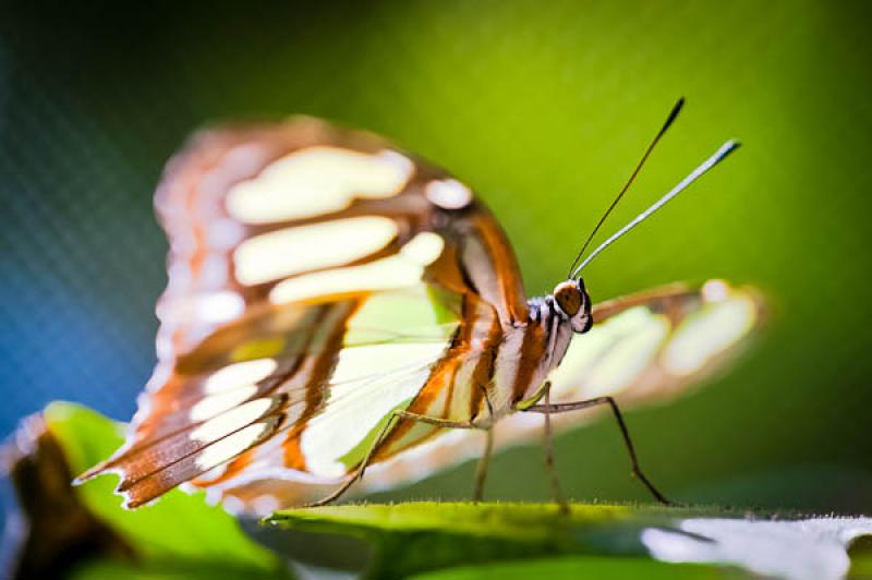 Cresphontes Papilio