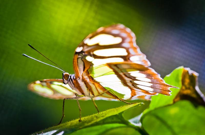 Cresphontes Papilio