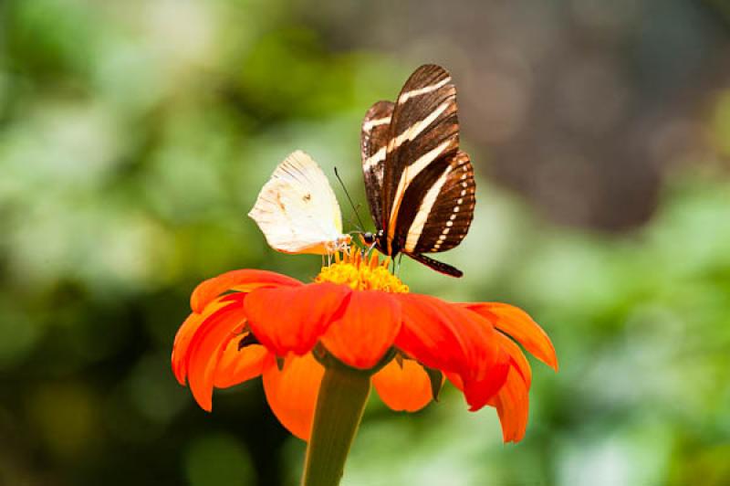 Heliconius charithonia