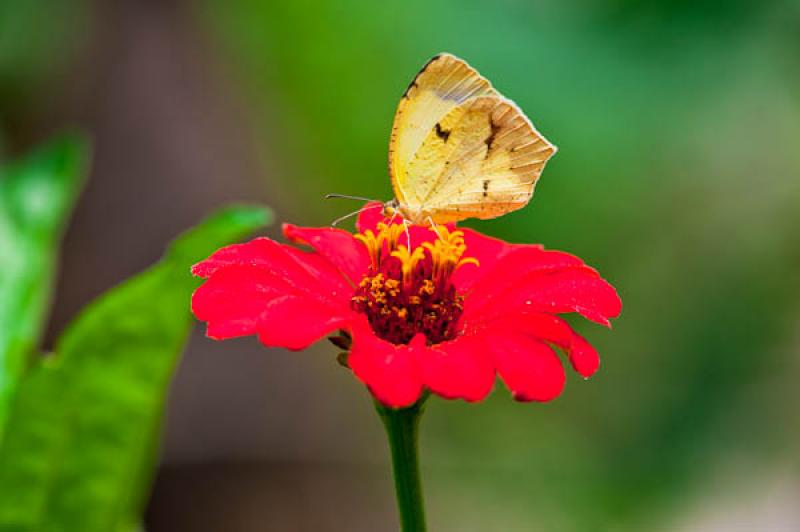 Gonepteryx rhamni