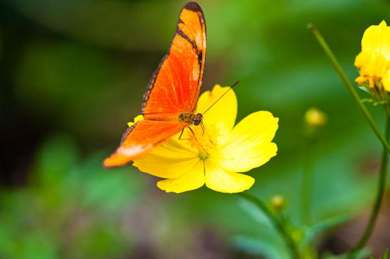 Dryas Iulia