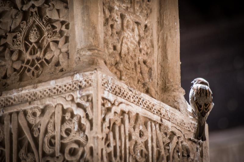 Detalle Arquitectonico del Palacio de Carlos V, Gr...