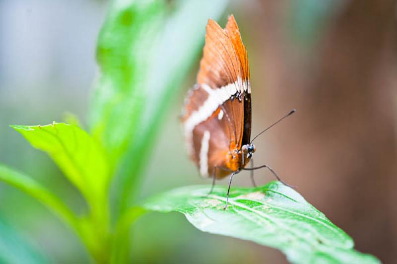 Lepidoptera