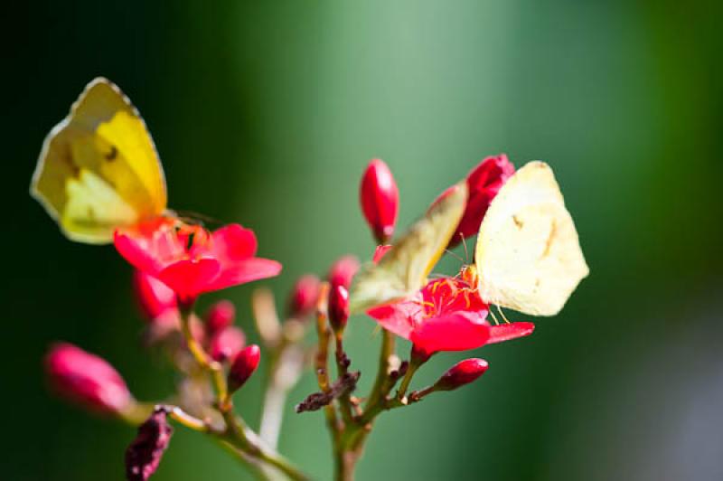 Gonepteryx rhamni