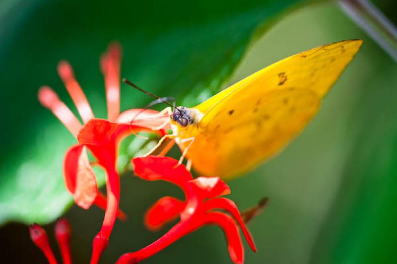 Gonepteryx rhamni