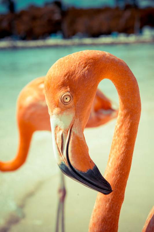 Phoenicopterus ruber