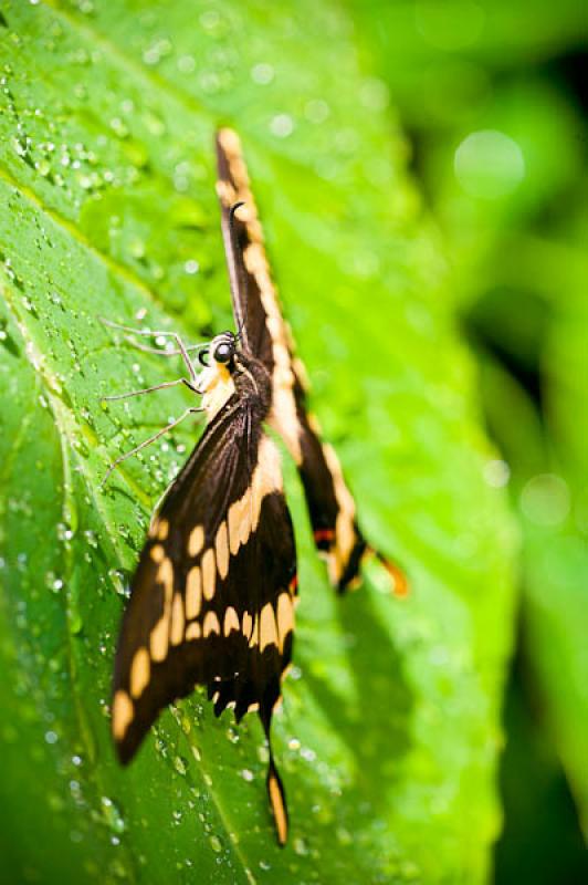 Cresphontes Papilio