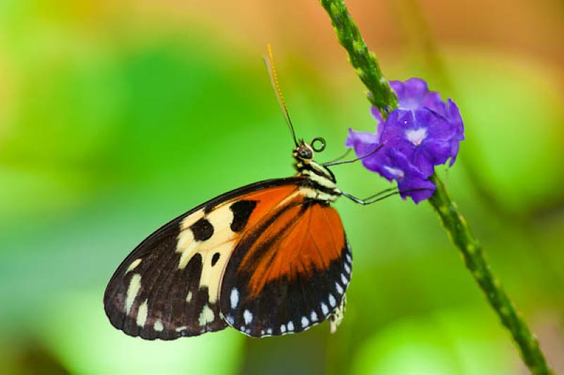 Heliconius hecale