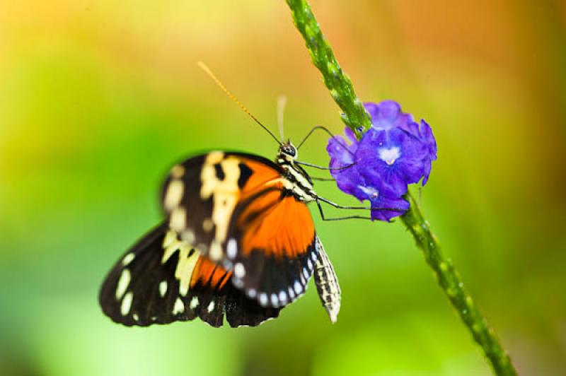 Heliconius hecale